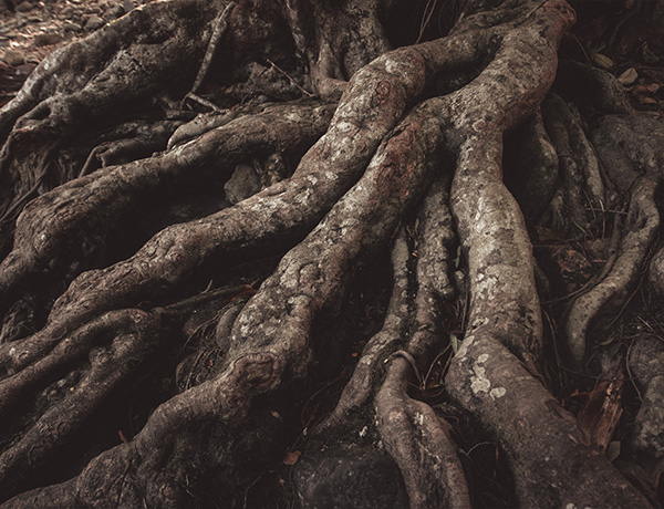 root removal